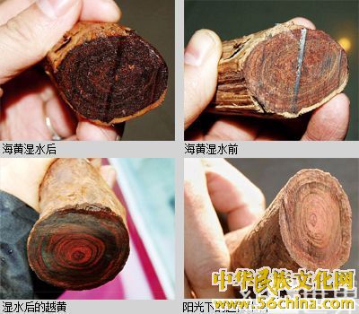 越黄和非黄 越黄和非黄