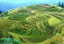 贵州月亮山金色梯田美如画