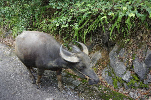 贵州自助游图片 贵州自助游图片