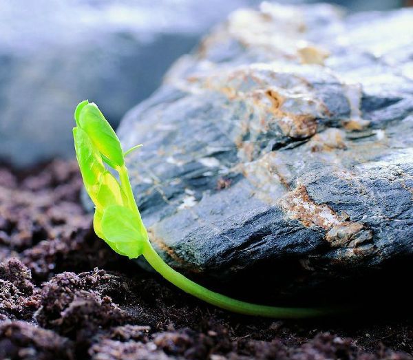 生命重心在何处? \