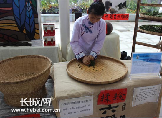 苍梧县中等专业学校茶传统制作技艺-揉捻环节。长城网 张建国 摄