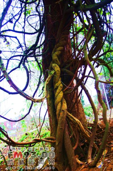 1426466486115307.jpg \